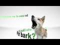 Submit a Clip - Your Pet Could Be a Star Submit a Clip - Your Pet Could Be a Star