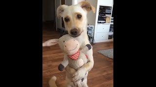 These DOGS are so CUTE & FUNNY | Best dogs of 2018
