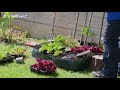 How to Grow Garden Vegetables In Small Spaces