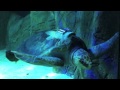 Jamieson launches UnderWater World's Electronic Turtle Tagging