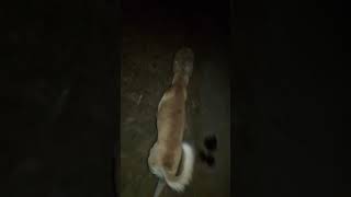 World most funny video of dog