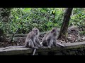 Sacred Monkey Forest Sanctuary @ Ubud, Bali