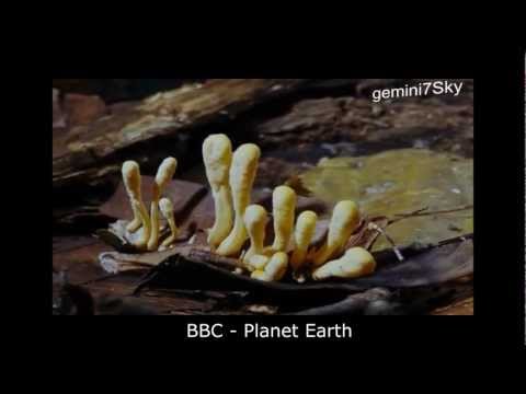 Félelmetes természet - Cordyceps fungi HD
