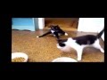 Смешные видео про ко до слёз новые ролики 2018 Смешные видео про ко до слёз новые ролики 2018