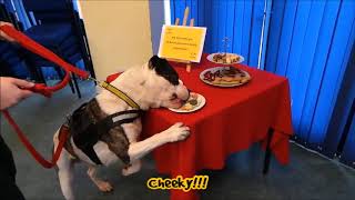 Dogs Trust Darlington celebrates Dog Biscuit Appreciation Day