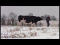 VikingGenetics Holstein sire D Jul in snow