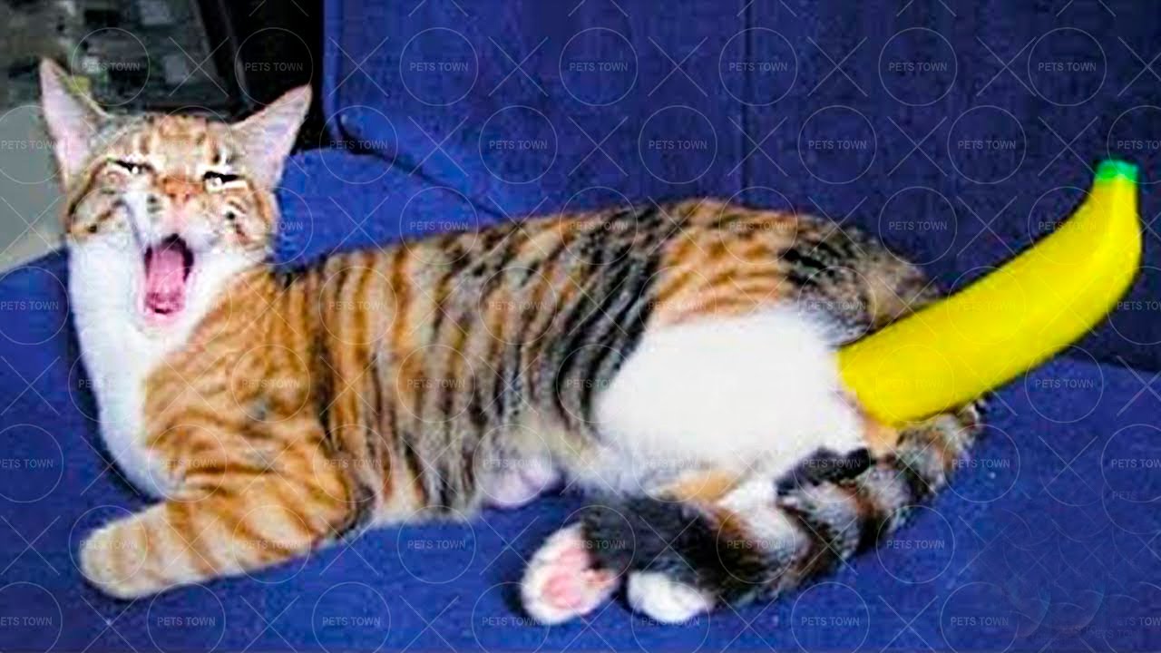Полная шалунья с хвостами на голове присаживается вагиной на член