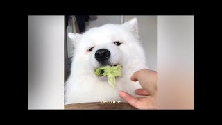Asmr Dog Reviewing Different Types Of Food I Mayasmr