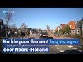 Losgeslagen kudde paarden zet Heiloo, Uitgeest en Krommenie op stelten