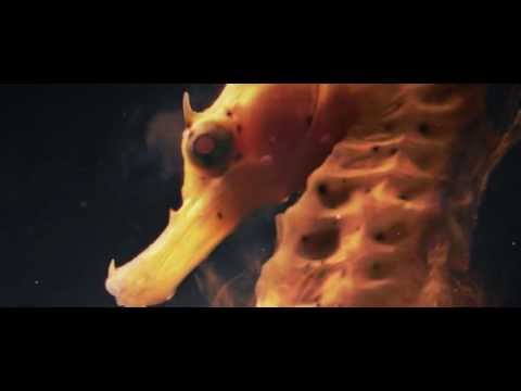 amphitrite - underwater goddess (fashion film - BeToFashion)