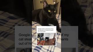 Cat Steeping Husband Pants