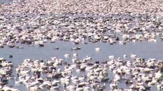 Snow Goose Hunting Mound City, MO