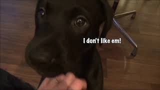 Cute Puppy playing around.