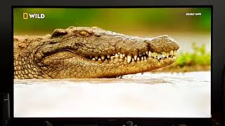 Nile Crocodile When Predators Attack Nat Geo Wild
