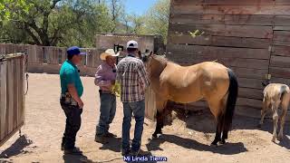 Ami Tal, Mas De 70 Yeguas Que Le Traen A La Temporada, Para Cargalas Y Las Bonitas Crias
