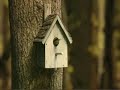 Inside A Birdhouse