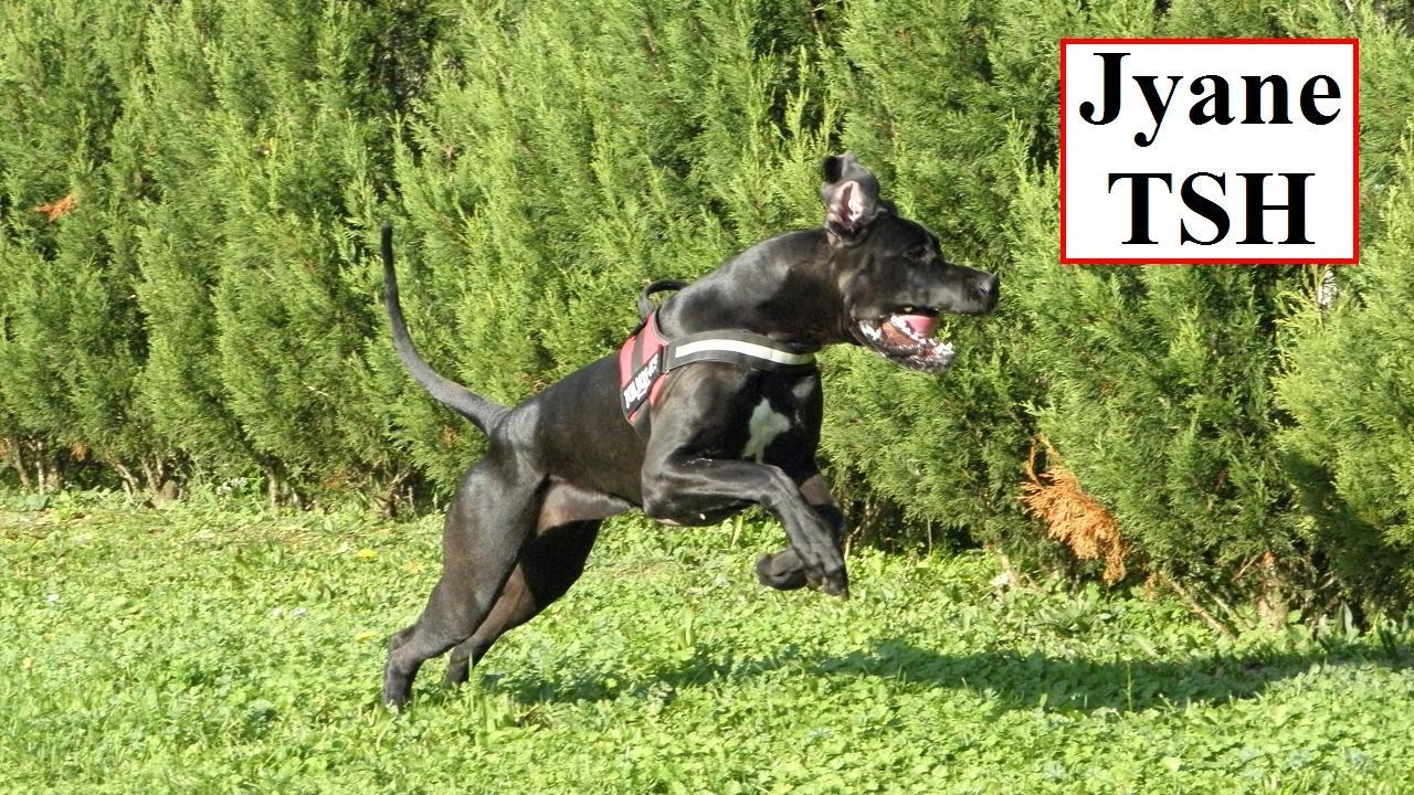 How to Get a Dog Out of a Busy Road recommendations How to Get a Dog Out of a Busy Road recommend