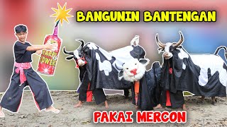 Bangunin Bantengan Sapi Mberot Mercon P3Tasan Sampai Kaget