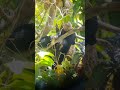Sun Bear Sleeping in a Tree