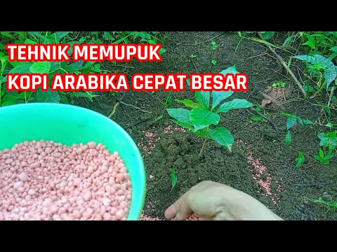 TEHNIK MEMUPUK KOPI ARABIKA YANG BAIK DAN BENAR
