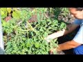 Gray Mocking Bird Project: String Trellising Tomato Plants