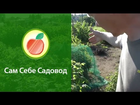 Жимолость съедобная уход весной Жимолость съедобная уход весной