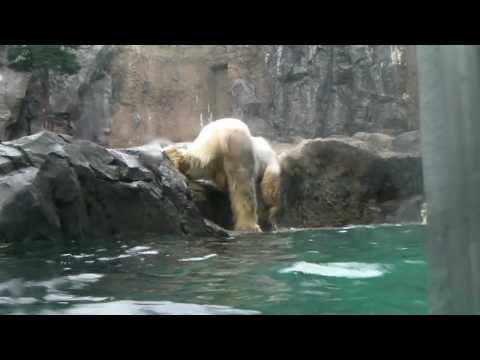ホッキョクグマ　イワンとサツキ　（20100507-1）旭山動物園