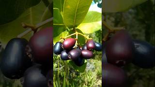 Vida Rural Brazil Video Completo