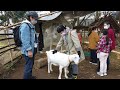 Project reexamines society through goats’ eyes - The Japan News