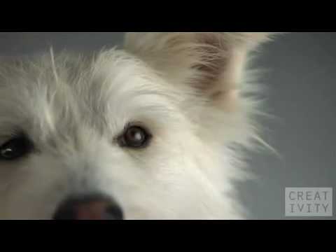 Pedigree Videos | Pedigree Video Codes | Pedigree Vid Clips Pedigree Videos | Pedigree Video Codes | Pedigree Vid Clips