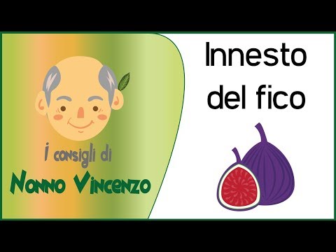 Aumenti del membro in 2 settimane