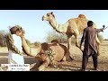 Yellow & Black Color Beautiful Camel || Camel by Thar