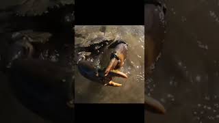Giant Mud Crab Almost Stepped On It