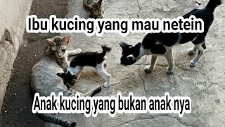 Kucing Ini Mau Netein Anak Kucing Yang Bukan Anak Nya..