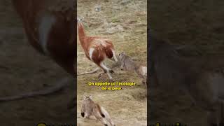 La Relation Tumultueuse Guanaco Puma