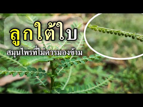 ลูกใต้ใบ พืชสมุนไพรชั้นดี