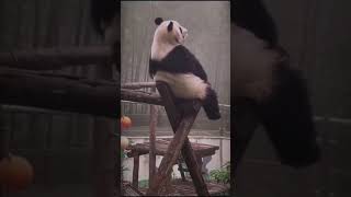 hüzünlü panda 😕