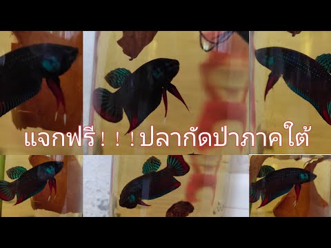 แจกฟรี!!!ปลากัดป่าแก้มเขียว @ ไอดีไลน์ tonanusak123