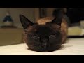 ティーちゃんの寝床 Thea on the bed