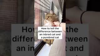 The In-Bread Cat
