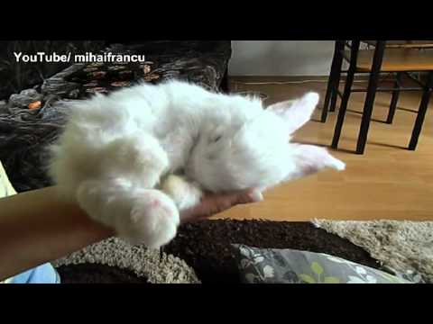 Baby Bunny Sleeping AWW