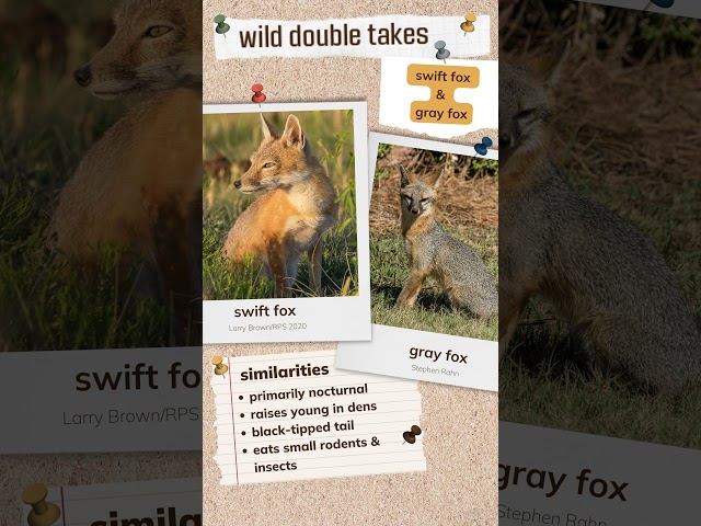 Watch Wild Double Take: Swift and Gray Foxes on YouTube.
