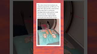 How Hamsters Get An Mri Scan