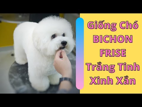 Chó Bichon ( Bichon Frise ) | Tắm Chó Bichon Trắng Tinh Xinh Xắn | Bichon Grooming | Zuli Pet