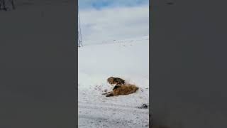 Malaklı Vs Wolf Malaklı Dogs Loose Long Battles Despite Being 50 Kg More Than Wolves.