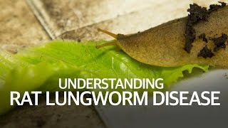 Understanding Rat Lungworm Disease Understanding Rat Lungworm Disease