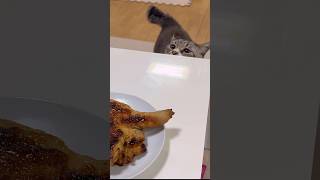 【欲しい】骨付き肉が食べたい猫 #Cat #ねこチャック #猫