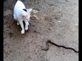 snake fight - Cat and snake