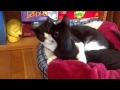 Mother cat and her kitten groom each other with love