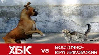 Видео Битва районов Краснодара. 1/4 финала. ХБК vs Восточно-Кругликовский. от Переезд в Краснодар, микрорайон Хлопчато-бумажный комбинат, Краснодар, Россия